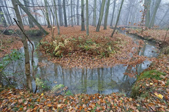 Framed Print : Meander in Laarse beek, tributary of the Apparent, that Peerdsbos, Brasschaat, Belgium Framed Print : Meander in Laarse beek, tributary of the Apparent, that Peerdsbos, Brasschaat, Belgium