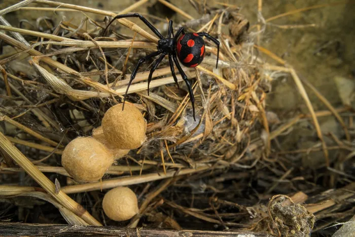 Framed Print : Mediterranean black widow (Latrodectus tredecimguttatus) female guarding her egg-sacs, Rome, Italy. September Framed Print : Mediterranean black widow (Latrodectus tredecimguttatus) female guarding her egg-sacs, Rome, Italy. September