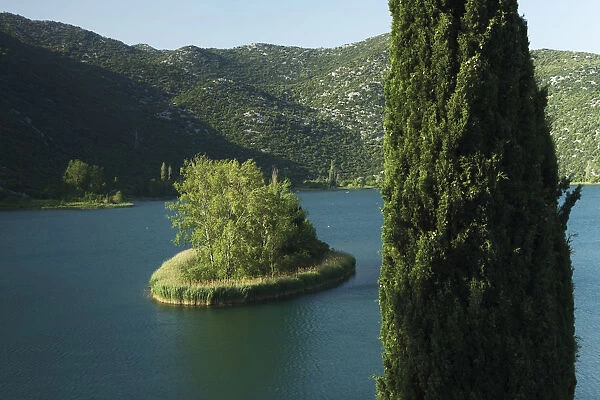 Mediterranean cypress (Cupressus sempervirens) on the edge of Ocua jezero, one of