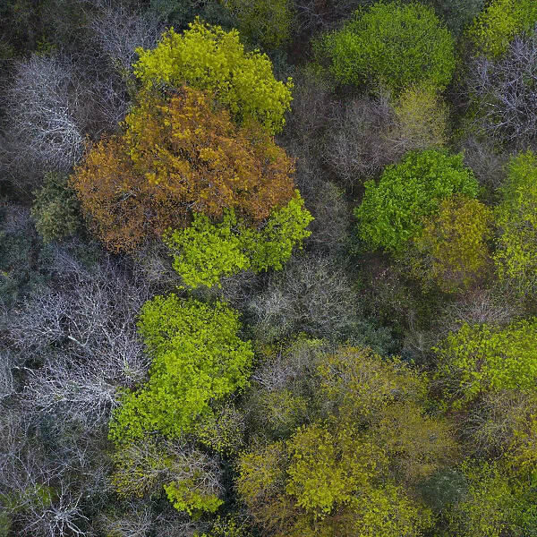 Mediterranean forest in spring, deciduous trees coming into leaf, aerial view. Tarrueza