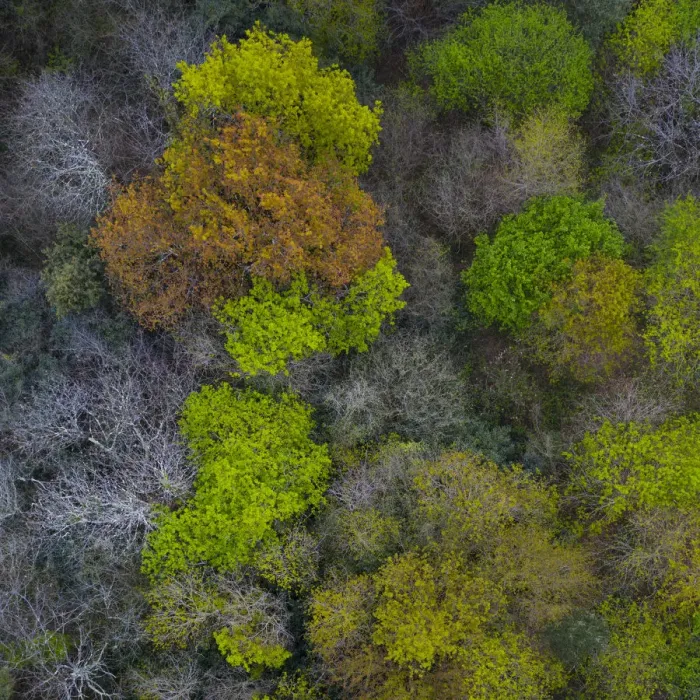 Framed Print : Mediterranean forest in spring, deciduous trees coming into leaf, aerial view. Tarrueza Framed Print : Mediterranean forest in spring, deciduous trees coming into leaf, aerial view. Tarrueza