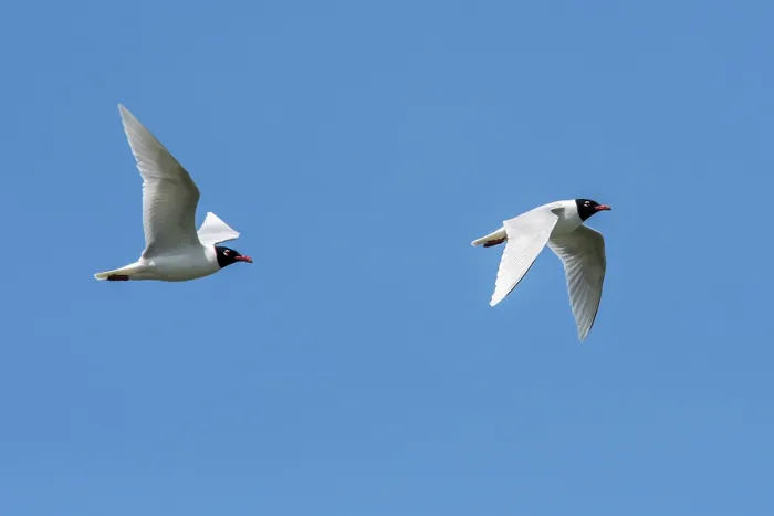 Framed Print : Two Mediterranean gulls (Ichthyaetus melanocephalus) in breeding plumage in flight against blue sky, Zeeland, Netherlands. May