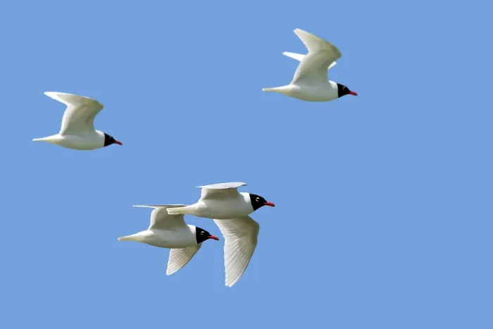 Framed Print : Four Mediterranean gulls (Ichthyaetus melanocephalus) in breeding plumage in flight against blue sky, Zeeland, Netherlands. May Framed Print : Four Mediterranean gulls (Ichthyaetus melanocephalus) in breeding plumage in flight against blue sky, Zeeland, Netherlands. May