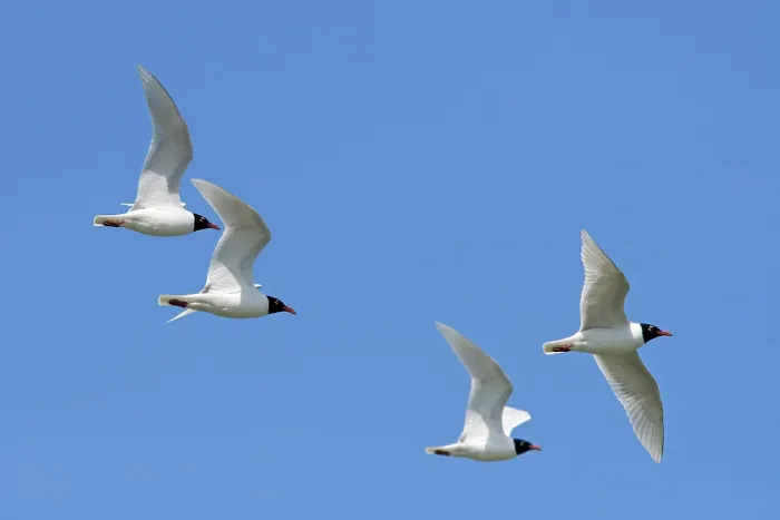 Framed Print : Four Mediterranean gulls (Ichthyaetus melanocephalus) in breeding plumage in flight against blue sky, Zeeland, Netherlands. May Framed Print : Four Mediterranean gulls (Ichthyaetus melanocephalus) in breeding plumage in flight against blue sky, Zeeland, Netherlands. May