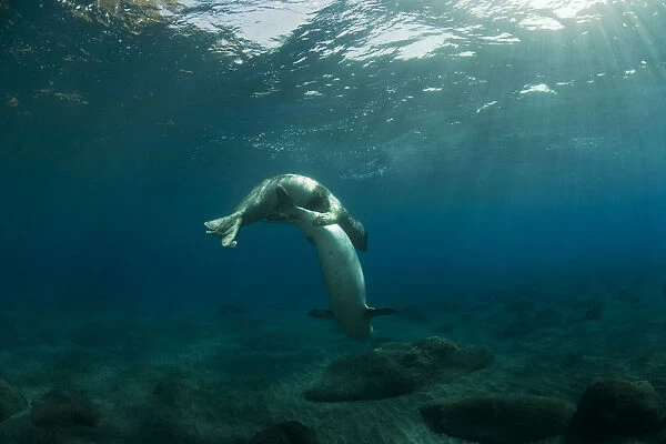 Mediterranean Monk seal (Monachus monachus) pair mating, Deserta Grande, Desertas Islands