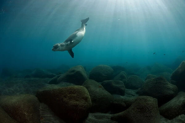 Mediterranean Monk seal (Monachus monachus) juvenile male, Deserta Grande, Desertas Islands