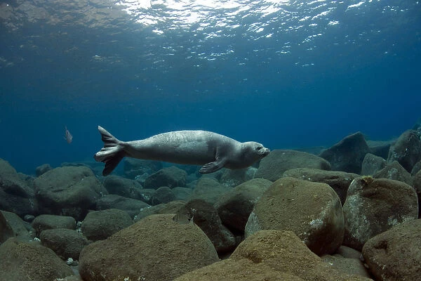 Mediterranean Monk Seal (Monachus monachus) juvenile female hunting, Areias, Deserta Grande