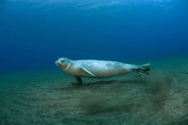 Mediterranean Monk Seal (Monachus monachus) juvenile female hunting on seabed, Areias