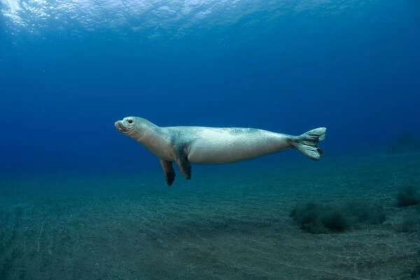 Mediterranean Monk Seal (Monachus monachus) juvenile female hunting, Areias, Deserta Grande