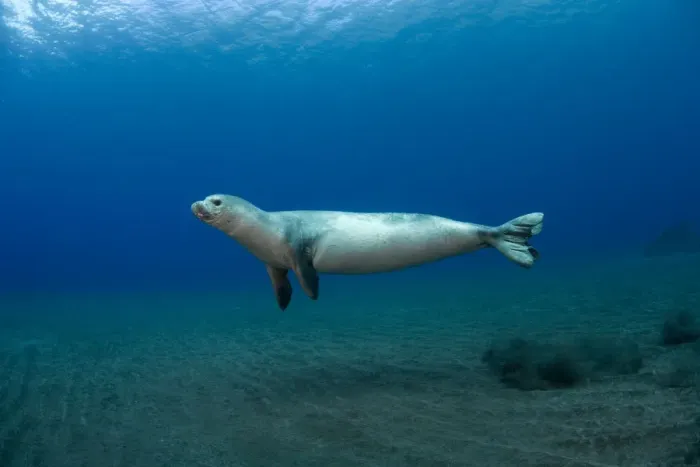 Framed Print : Mediterranean Monk Seal (Monachus monachus) juvenile female hunting, Areias, Deserta Grande Framed Print : Mediterranean Monk Seal (Monachus monachus) juvenile female hunting, Areias, Deserta Grande