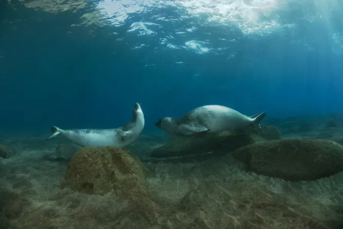 Framed Print : Mediterranean Monk seal (Monachus monachus) pair courting on rocks on seabed, Deserta Grande Framed Print : Mediterranean Monk seal (Monachus monachus) pair courting on rocks on seabed, Deserta Grande