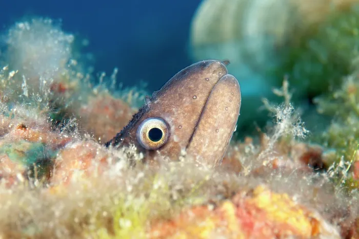 Framed Print : Mediterranean moray eel (Muraena helena) head portrait, Ventimiglia, Italy, Ligurian Sea, Mediterranean Sea Framed Print : Mediterranean moray eel (Muraena helena) head portrait, Ventimiglia, Italy, Ligurian Sea, Mediterranean Sea