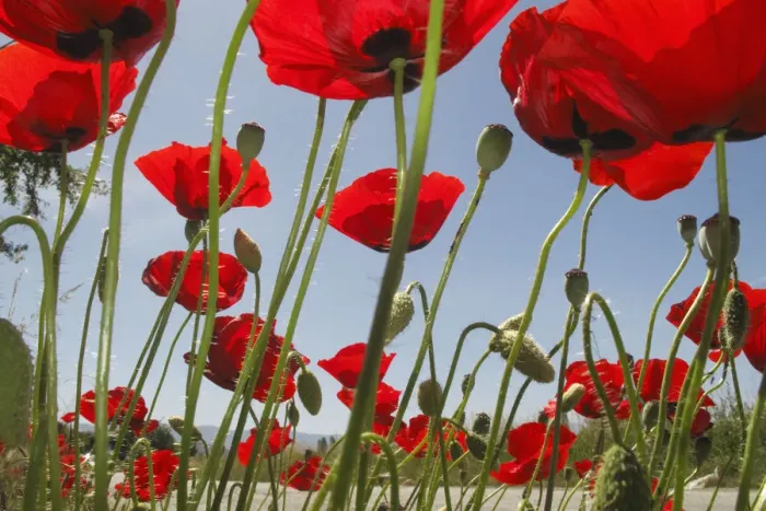 Framed Print : Mediterranean poppies (Papaver apulum) growing along side of road, Lagadin village region Framed Print : Mediterranean poppies (Papaver apulum) growing along side of road, Lagadin village region