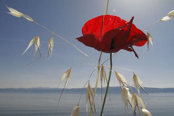 Mediterranean poppy (Papaver apulum) and Oat grass (Avena sp) on the shore of Lake Ohrid