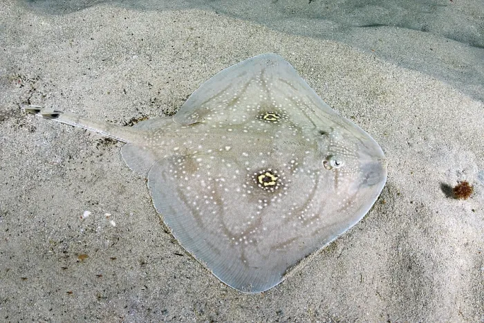 Framed Print : Mediterranean rough skate (Raja Radula) camouflaged on seabed, Mallorca, Mediterranean Sea. Endangered