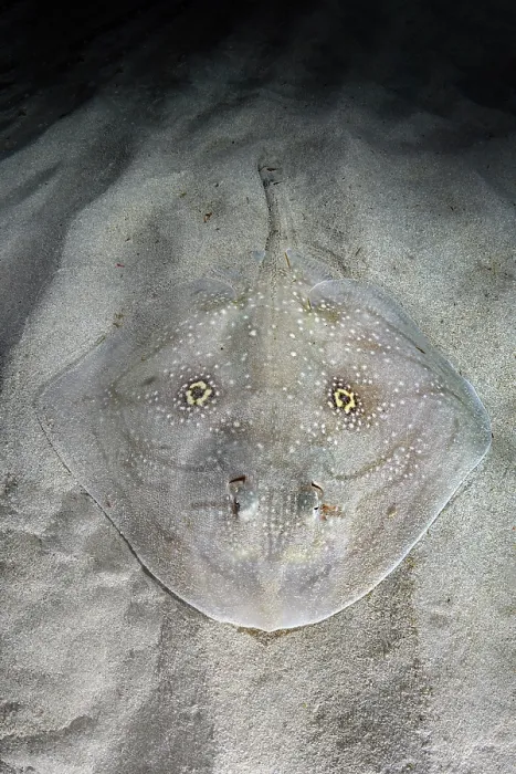 Framed Print : Mediterranean rough skate (Raja Radula) camouflaged on seabed, Mallorca, Mediterranean Sea. Endangered Framed Print : Mediterranean rough skate (Raja Radula) camouflaged on seabed, Mallorca, Mediterranean Sea. Endangered