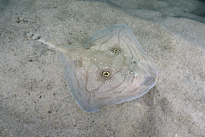 Framed Print : Mediterranean rough skate (Raja Radula) camouflaged on seabed, Mallorca, Mediterranean Sea. Endangered Framed Print : Mediterranean rough skate (Raja Radula) camouflaged on seabed, Mallorca, Mediterranean Sea. Endangered