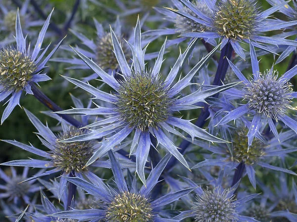 Mediterranean sea holly (Eryngium bourgatia) Picco blue flowers in garden border