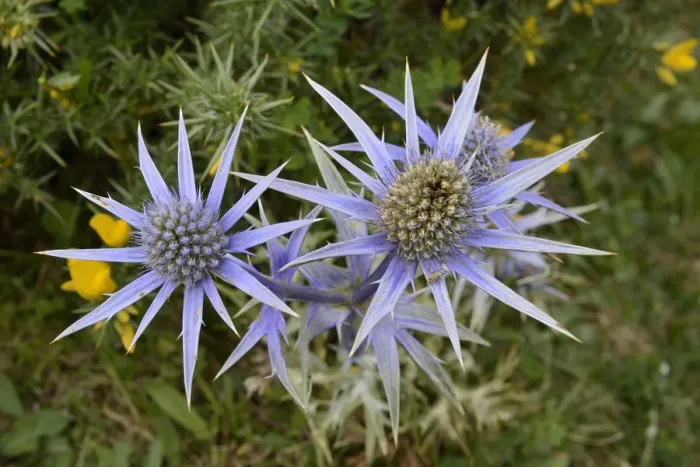 Framed Print : Mediterranean sea holly / Pyrenean eryngo (Eryngium bourgatii) flowering on montane pastureland Framed Print : Mediterranean sea holly / Pyrenean eryngo (Eryngium bourgatii) flowering on montane pastureland