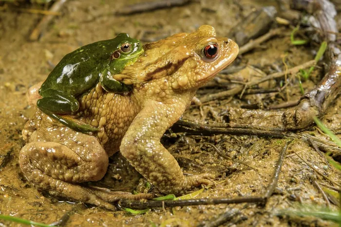 Framed Print : Mediterranean tree frog (Hyla meridionalis) male mistakenly grasping Common toad (Bufo bufo) male in amplexus, Italy Framed Print : Mediterranean tree frog (Hyla meridionalis) male mistakenly grasping Common toad (Bufo bufo) male in amplexus, Italy