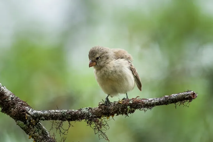 Framed Print : Medium tree finch (Camarhynchus pauper) perched on lichen-covered branch in Scalesia forest, Floreana Island, Galapagos Islands. June. Critically endangered Framed Print : Medium tree finch (Camarhynchus pauper) perched on lichen-covered branch in Scalesia forest, Floreana Island, Galapagos Islands. June. Critically endangered
