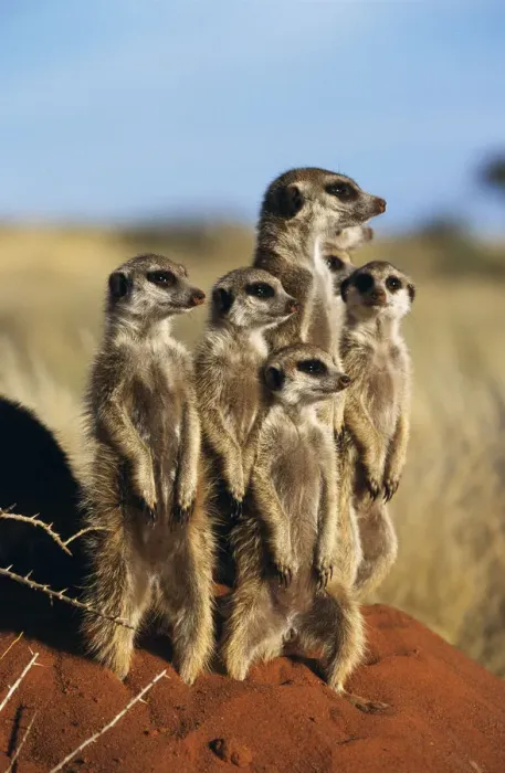 Framed Print : Meerkat family standing on guard {Suricata suricatta} Tswalu Kalahari Reserve, South Framed Print : Meerkat family standing on guard {Suricata suricatta} Tswalu Kalahari Reserve, South