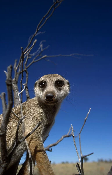 Meerkat looking into lens {Suricata suricatta} Tswalu Kalahari Reserve, South Africa