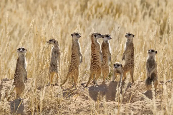 Framed Print : Meerkat (Suricata suricatta) group standing apart, Kgalagadi National Park, South Africa Framed Print : Meerkat (Suricata suricatta) group standing apart, Kgalagadi National Park, South Africa