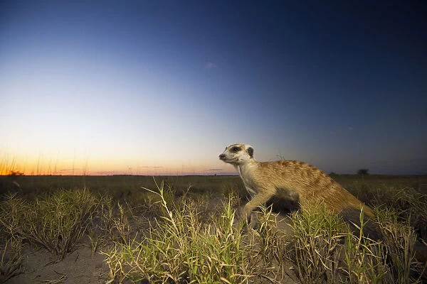 Meerkat (Suricata suricatta) runs through the short grass on the edge of Botswana s