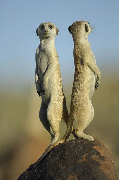 Meerkat (Suricata suricatta) standing on guard, back to back, South Africa