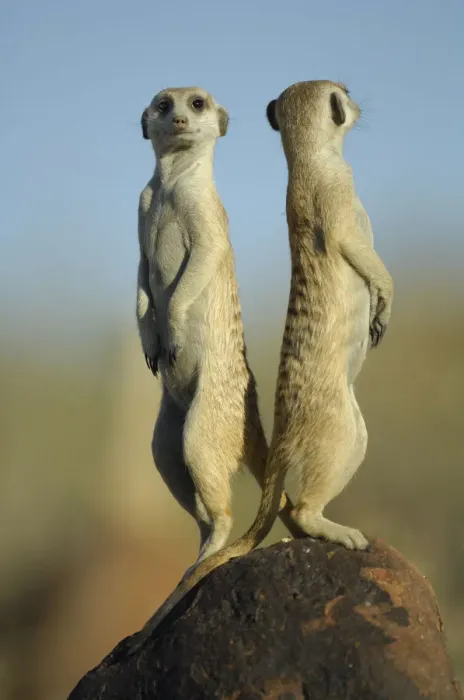 Framed Print : Meerkat (Suricata suricatta) standing on guard, back to back, South Africa Framed Print : Meerkat (Suricata suricatta) standing on guard, back to back, South Africa