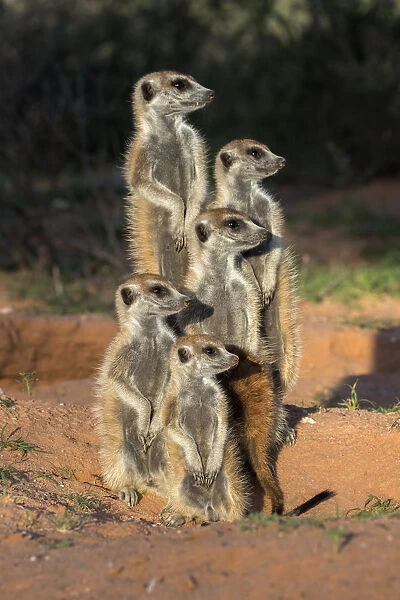 Meerkats (Suricata suricatta), Kgalagadi Transfrontier Park, Northern Cape, South Africa, January