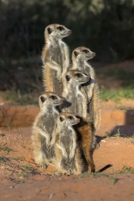 Framed Print : Meerkats (Suricata suricatta), Kgalagadi Transfrontier Park, Northern Cape, South Africa, January Framed Print : Meerkats (Suricata suricatta), Kgalagadi Transfrontier Park, Northern Cape, South Africa, January
