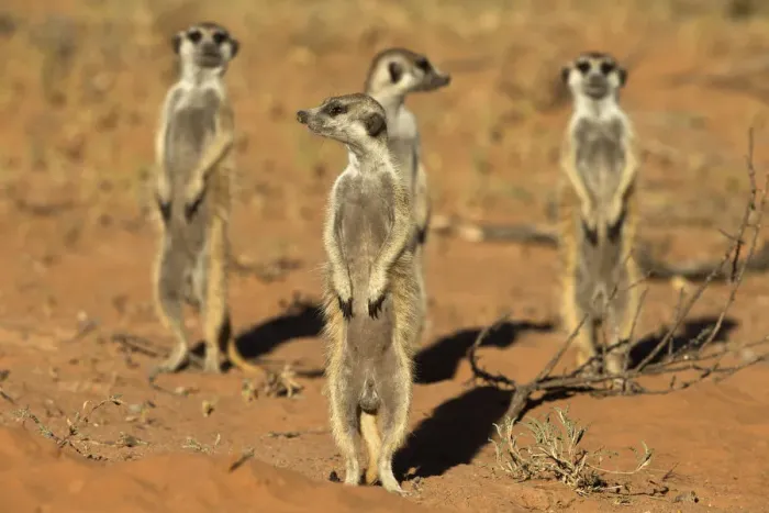 Framed Print : Meerkats (Suricata suricatta) standing alert, Kgalagadi Transfrontier Park, Northern Cape Framed Print : Meerkats (Suricata suricatta) standing alert, Kgalagadi Transfrontier Park, Northern Cape
