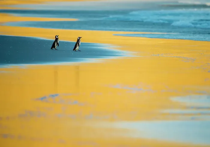 Framed Print : Megallenic penguins (Spheniscus magellanicus), at sunrise Falkland Islands Framed Print : Megallenic penguins (Spheniscus magellanicus), at sunrise Falkland Islands