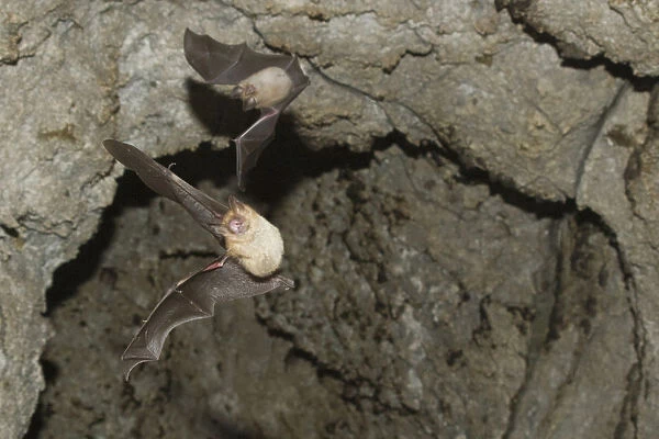 Mehelys horseshoe bat (Rhinolophus mehelyi) flying from cave, Bulgaria, May 2008
