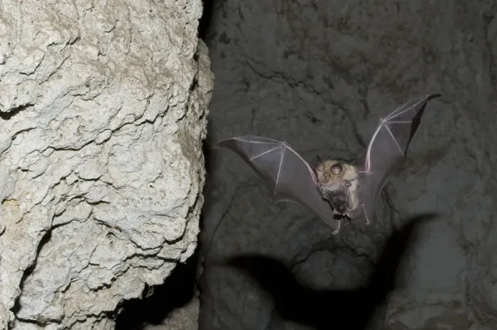 Framed Print : Mehelys Horseshoe bat (Rhinolophus mehelyi) flying carrying baby in cave near Nikopol Framed Print : Mehelys Horseshoe bat (Rhinolophus mehelyi) flying carrying baby in cave near Nikopol