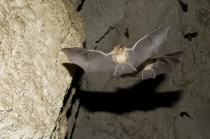 Framed Print : Mehelys Horseshoe Bat (Rhinolophus mehelyi) pregnant female flies from cave Framed Print : Mehelys Horseshoe Bat (Rhinolophus mehelyi) pregnant female flies from cave