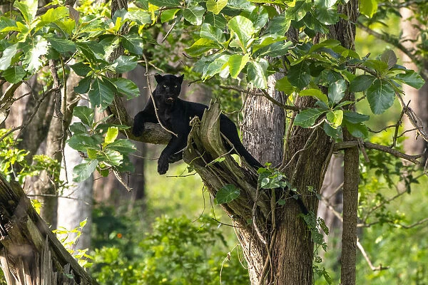 Melanistic leopard  /  Black panther (Panthera pardus fusca) resting in tree
