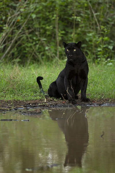 Melanistic leopard  /  Black panther (Panthera pardus fusca) sitting, reflected in water