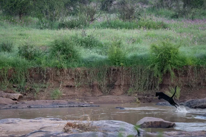 Framed Print : Melanistic Leopard / black Panther (Panthera pardus) leaping through river, Laikipia plateau, Kenya Framed Print : Melanistic Leopard / black Panther (Panthera pardus) leaping through river, Laikipia plateau, Kenya