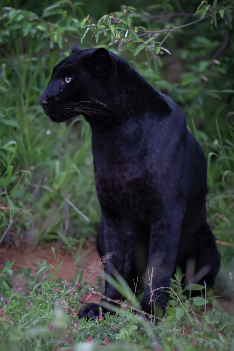 Framed Print : Melanistic Leopard / black Panther (Panthera pardus) portrait, Laikipia plateau, Kenya Framed Print : Melanistic Leopard / black Panther (Panthera pardus) portrait, Laikipia plateau, Kenya