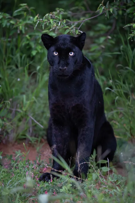 Framed Print : Melanistic Leopard / black Panther (Panthera pardus) portrait, Laikipia plateau, Kenya Framed Print : Melanistic Leopard / black Panther (Panthera pardus) portrait, Laikipia plateau, Kenya