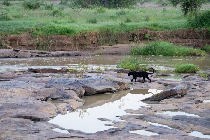 Framed Print : Melanistic Leopard  /  black Panther (Panthera pardus) walking in shallow river, Laikipia plateau, Kenya
