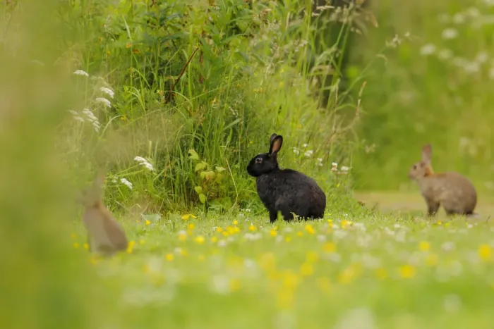 Framed Print : Melanistic rabbit (Oryctolagus cuniculus) with normal European rabbits in grassland Framed Print : Melanistic rabbit (Oryctolagus cuniculus) with normal European rabbits in grassland