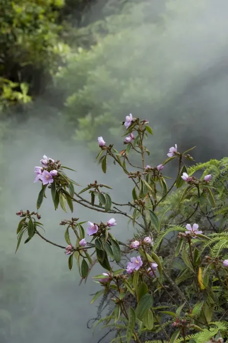 Framed Print : Melastome (Melastoma polyanthum) flowering in forest, steamy from thermal spring. Tengchong Framed Print : Melastome (Melastoma polyanthum) flowering in forest, steamy from thermal spring. Tengchong