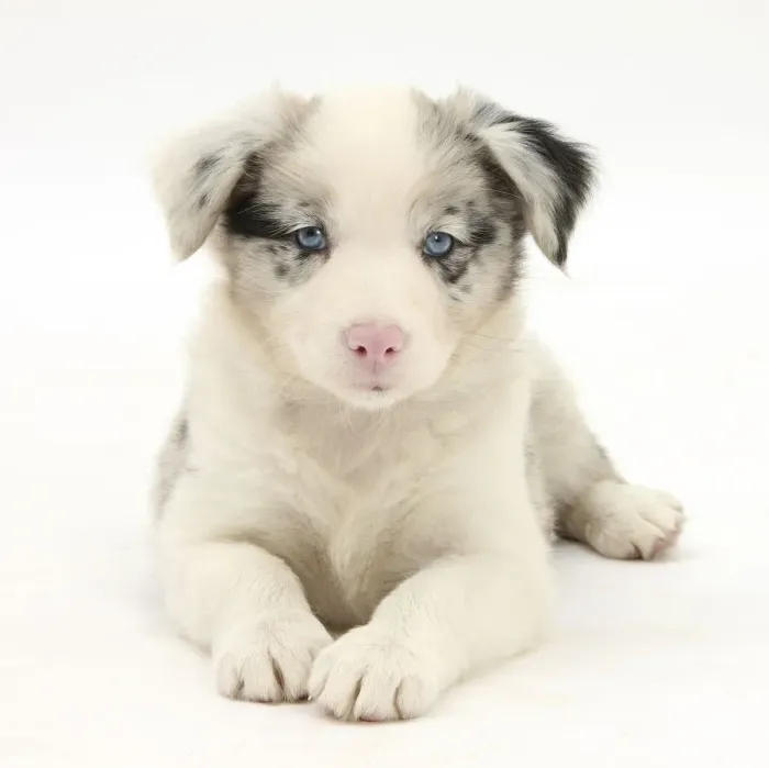 Framed Print : Merle Border Collie puppy, 6 weeks, lying with head up