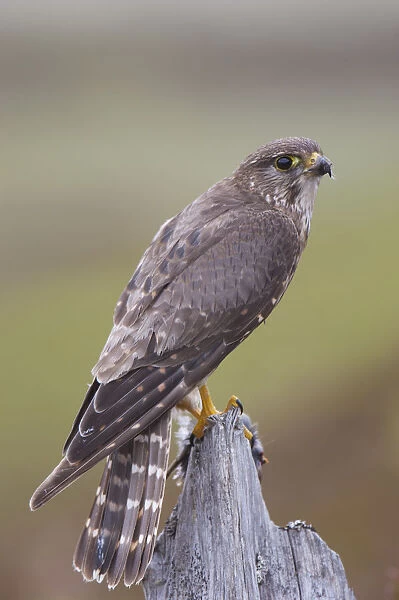 Merlin (Falco columbarius) female on perch with Meadow Pipit chick prey for its offspring