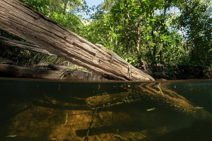 Framed Print : Mertens water monitor (Varanus mertensi) basking on a partially submerged log, Adelaide River Hills, Northern Territory, Australia. Endangered Framed Print : Mertens water monitor (Varanus mertensi) basking on a partially submerged log, Adelaide River Hills, Northern Territory, Australia. Endangered