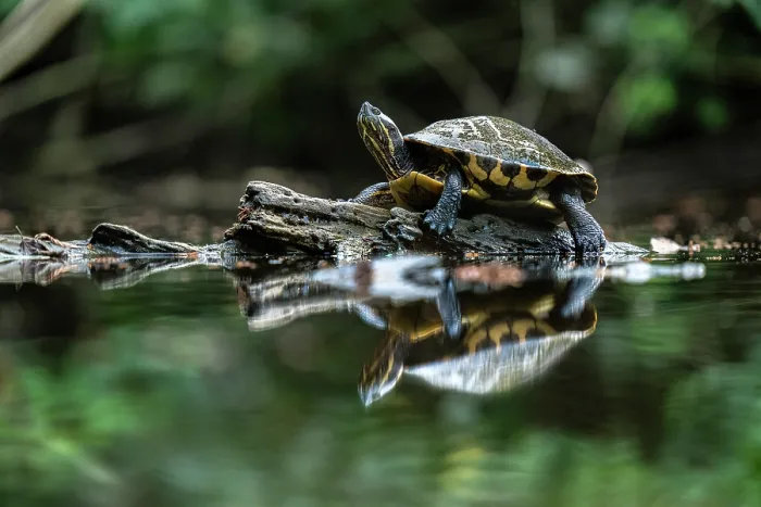 Framed Print : Meso-American slider (Trachemys venusta) resting on a log in a pond with reflection, Osa Peninsula, Costa Rica Framed Print : Meso-American slider (Trachemys venusta) resting on a log in a pond with reflection, Osa Peninsula, Costa Rica